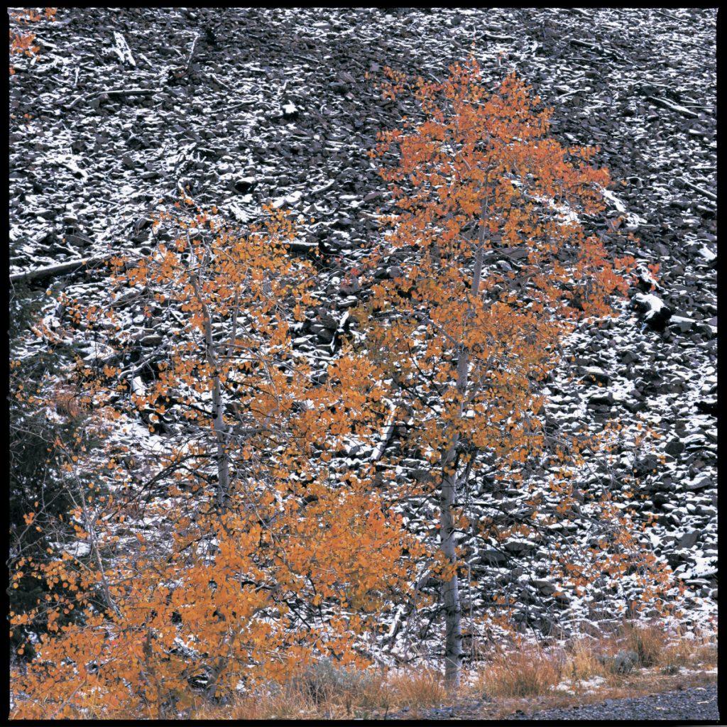 Saddletree Gallery & Framing